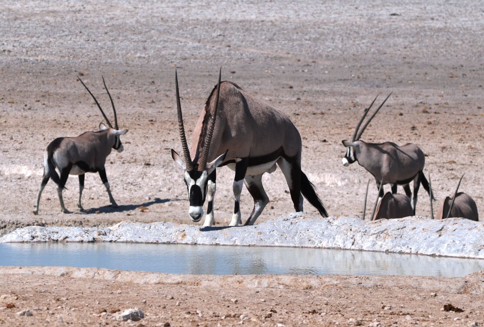 Nikon D5100 sample photo. Oryx, antelope, nature photography