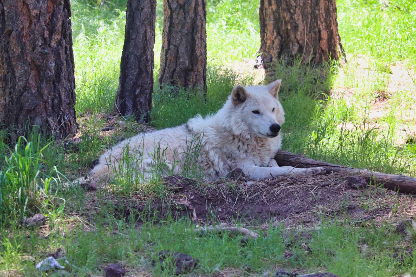 Canon EOS 200D (EOS Rebel SL2 / EOS Kiss X9) sample photo. Wolf, forest, nature photography