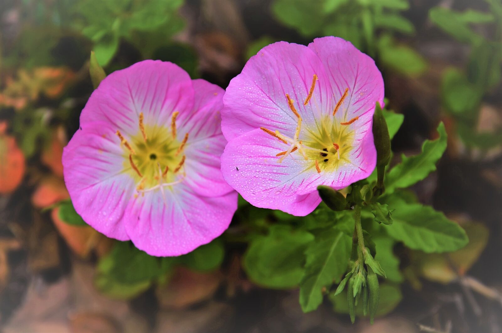 Nikon D7000 sample photo. Texas primrose, evening, bug photography