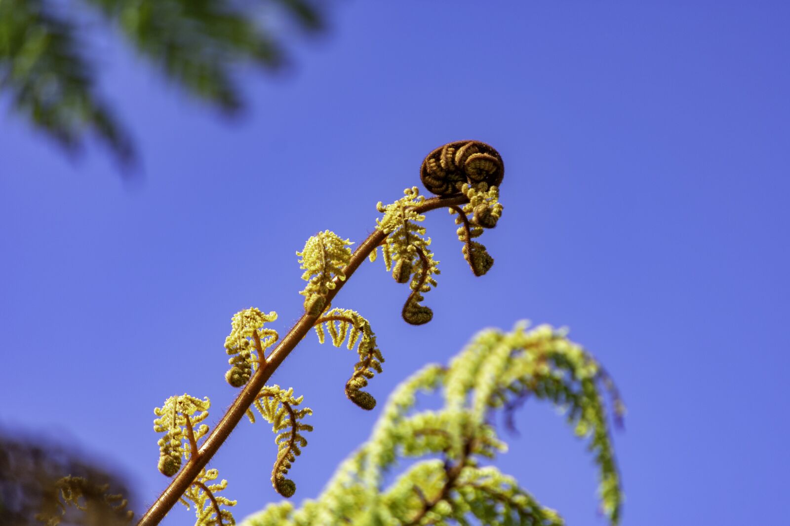 Nikon D3400 sample photo. Koru, fern, plant photography