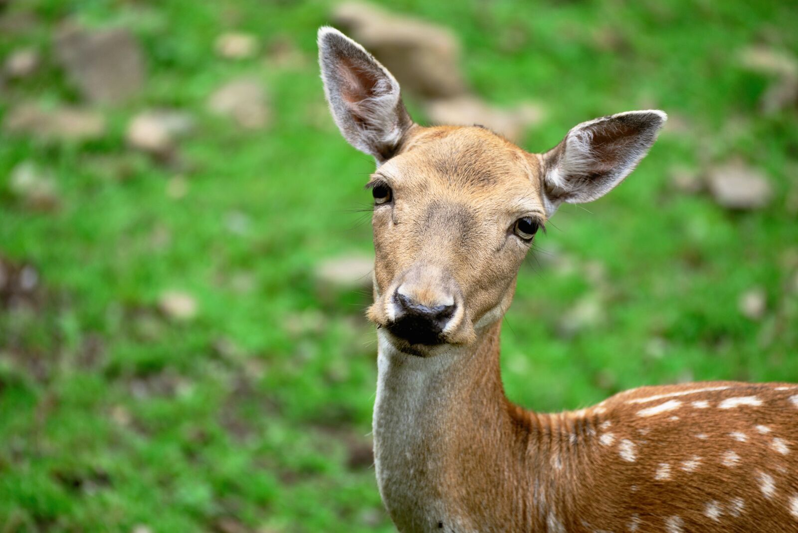 Nikon D610 sample photo. Fallow deer, wild, wildlife photography