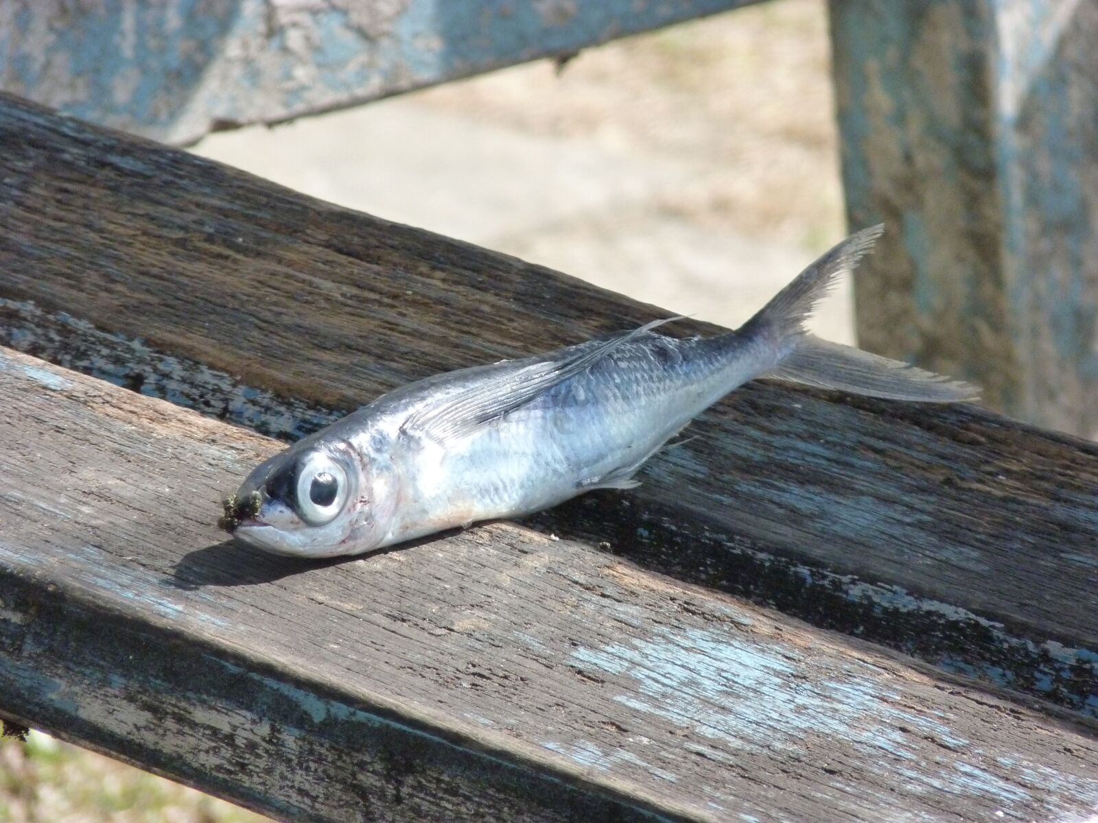 Panasonic Lumix DMC-FZ35 (Lumix DMC-FZ38) sample photo. Fish, dead, fun photography