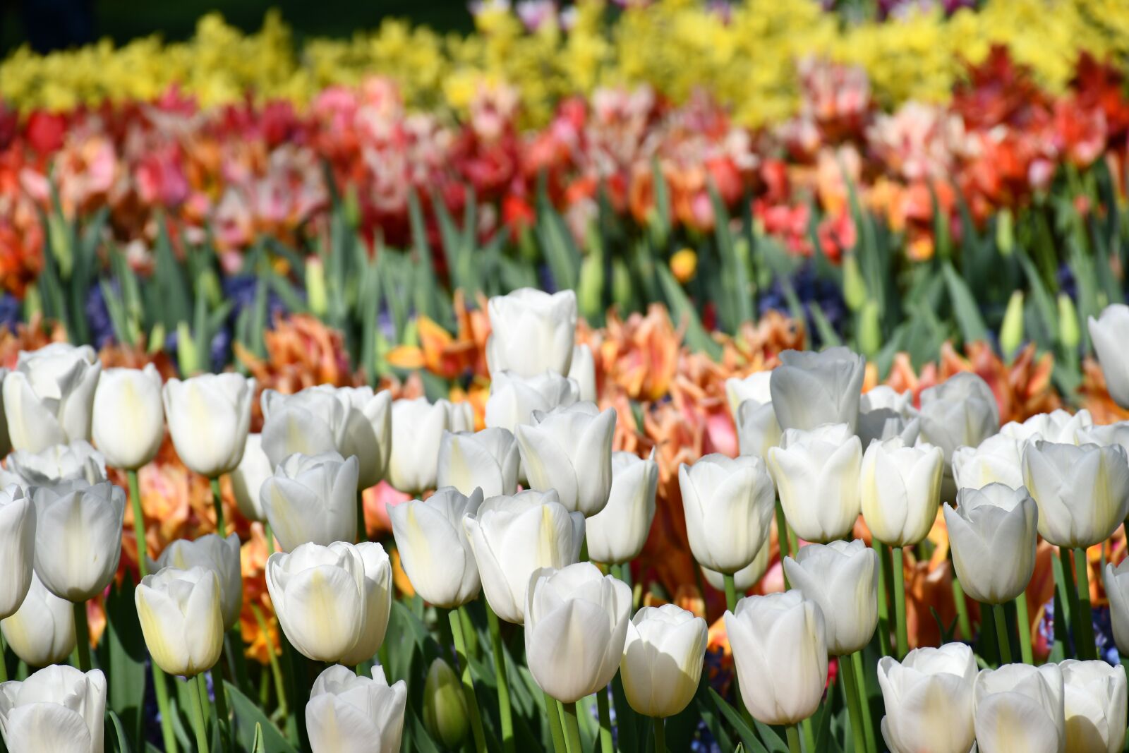 Nikon D7500 sample photo. Holland, tulips, flowers photography