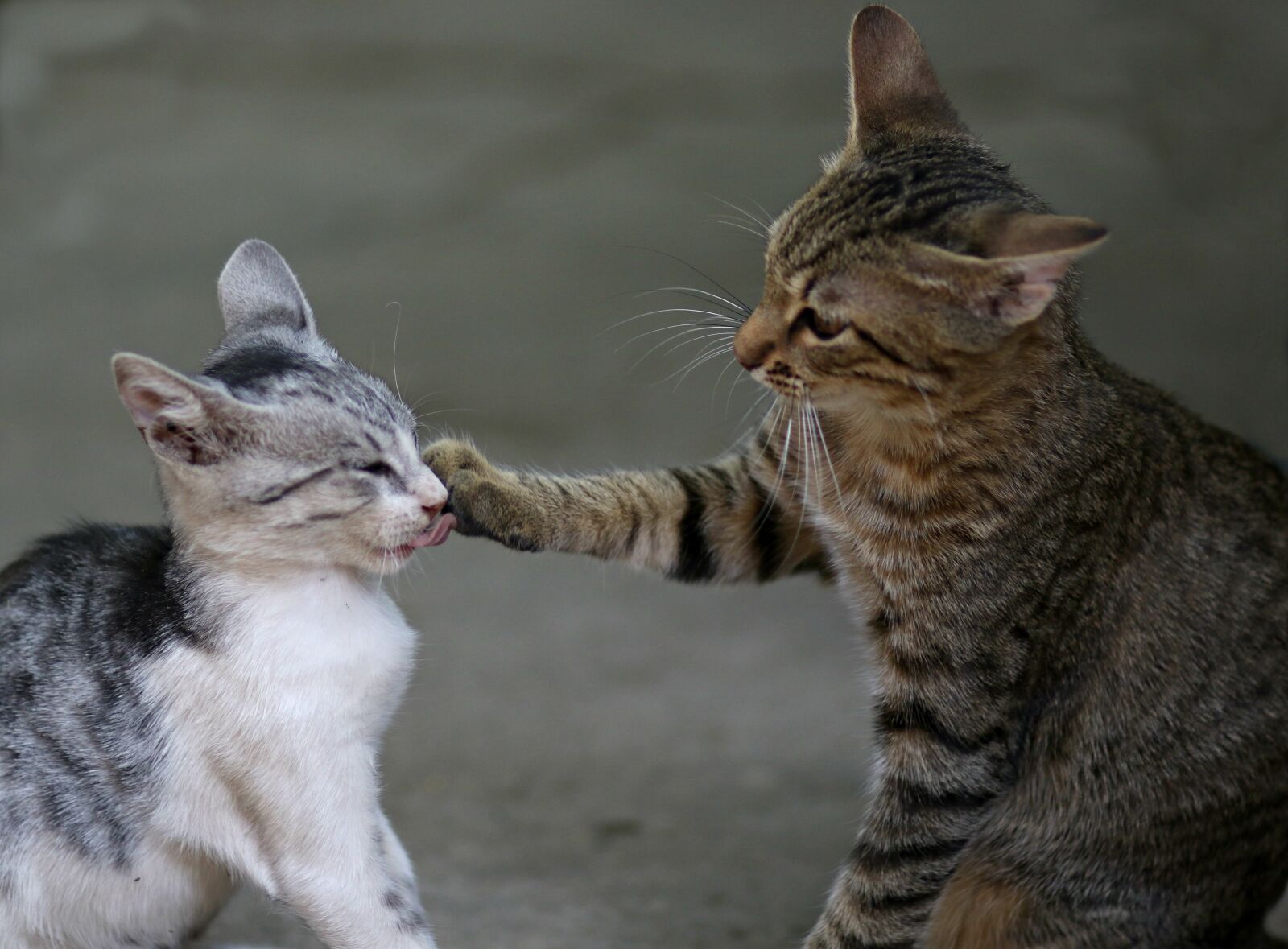 Canon EF 85mm F1.8 USM sample photo. Cat, two, play photography