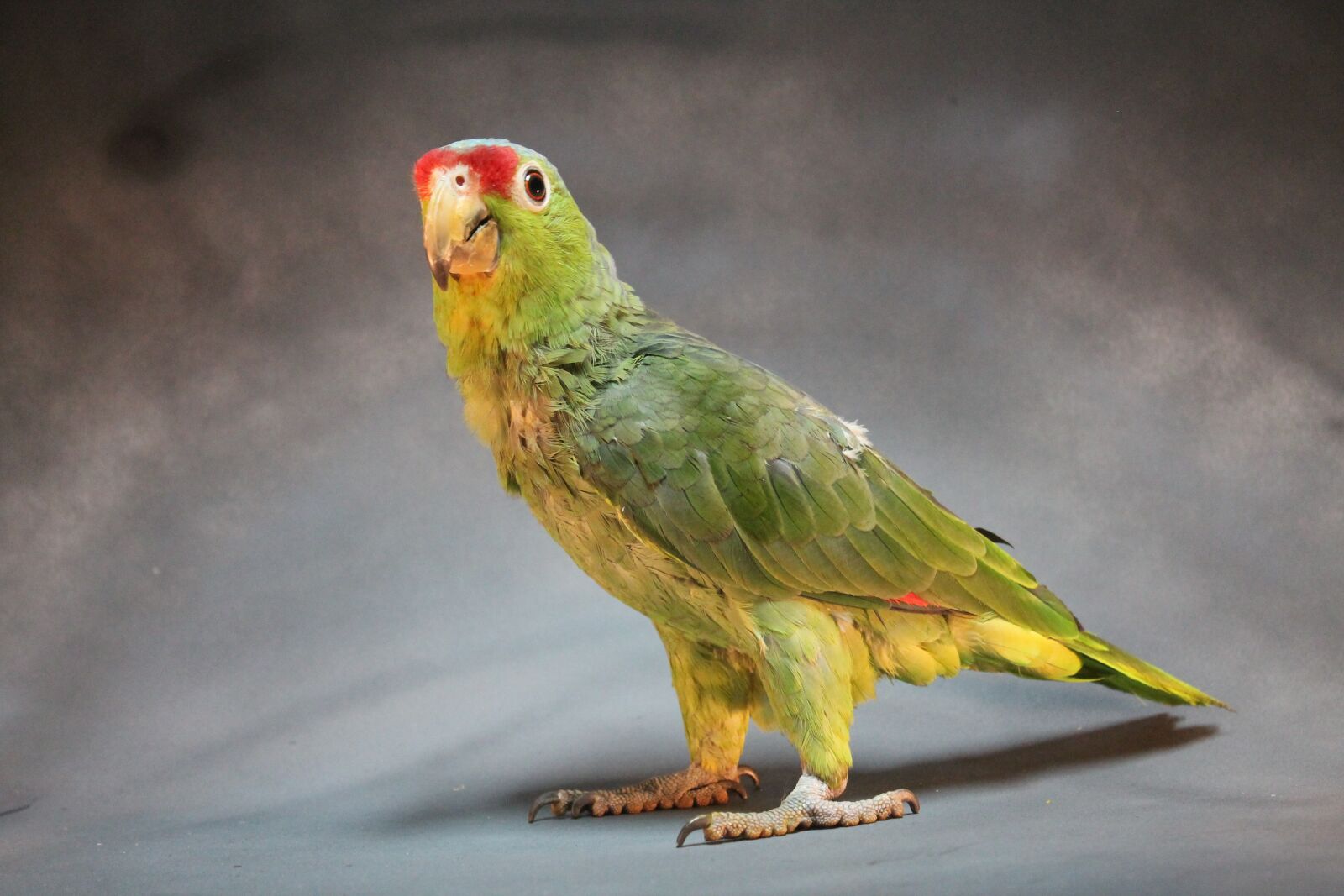 Canon EOS 1100D (EOS Rebel T3 / EOS Kiss X50) sample photo. Parrot, ave, bird photography