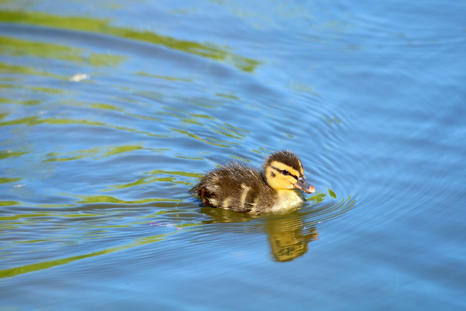 Canon EOS 750D (EOS Rebel T6i / EOS Kiss X8i) + Canon EF 70-300mm F4-5.6 IS USM sample photo. Duckling, duck, cub photography