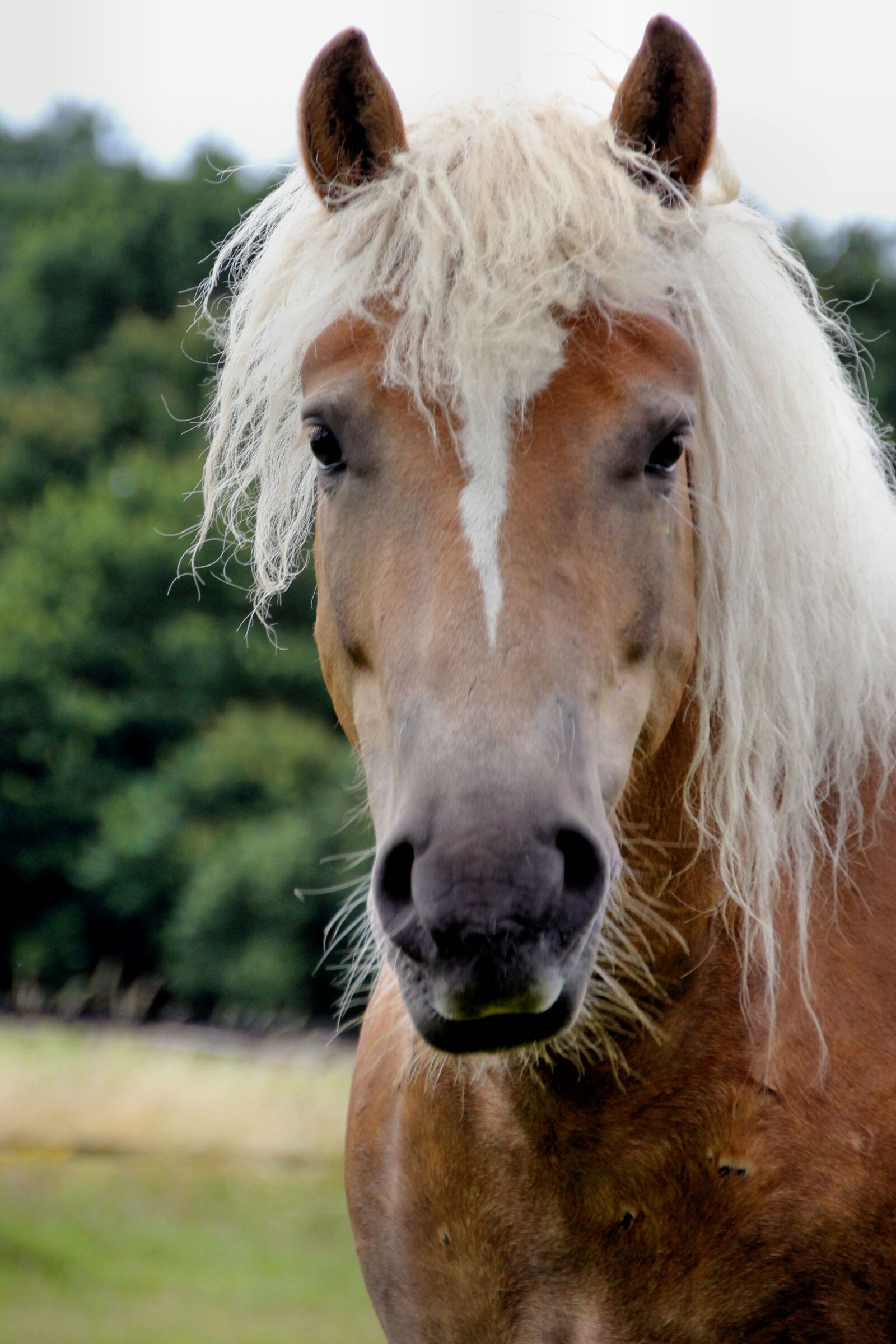 Canon EOS 550D (EOS Rebel T2i / EOS Kiss X4) sample photo. Haflinger, portrait, gelding photography