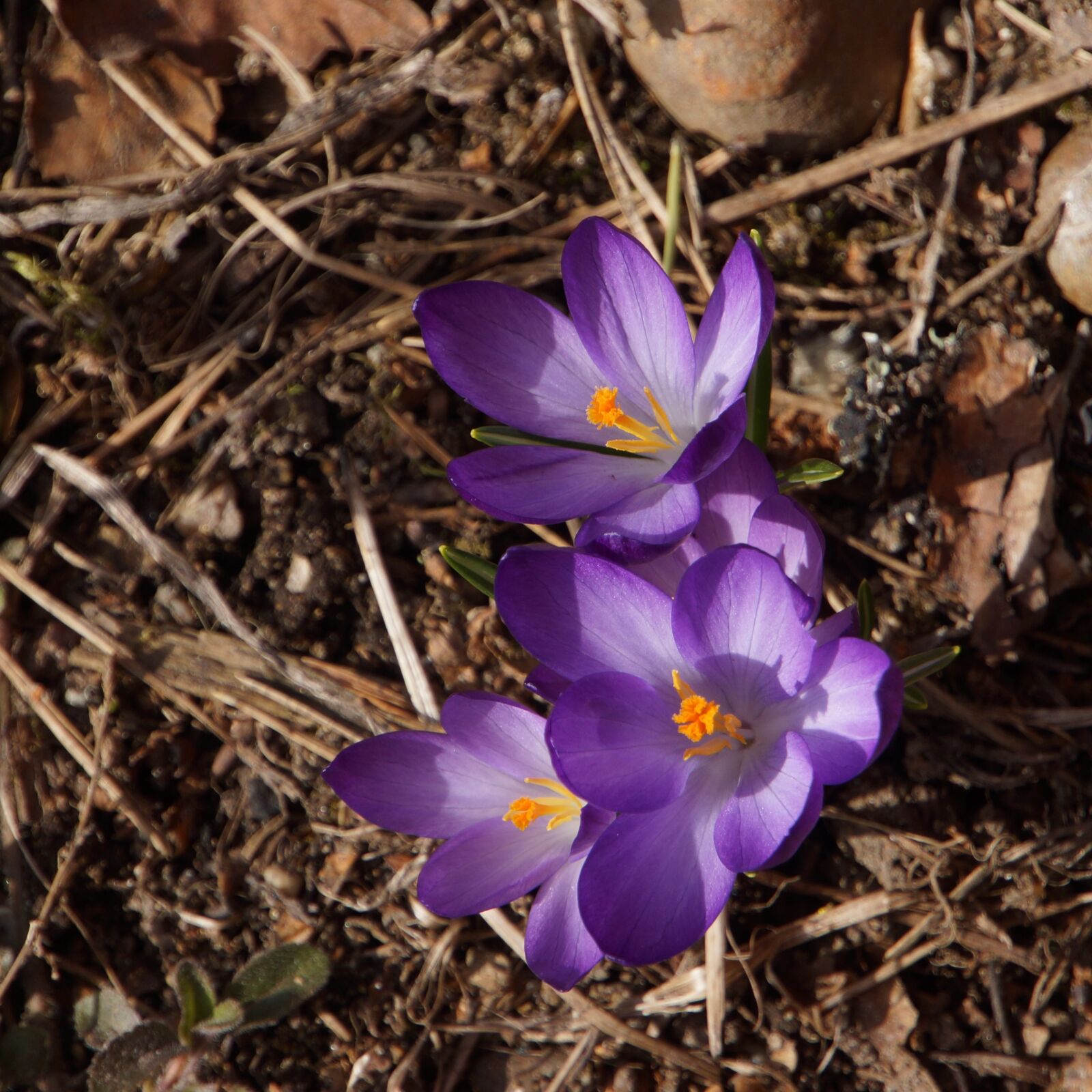 Sony Alpha NEX-7 sample photo. Crocus, saffron, iris plant photography