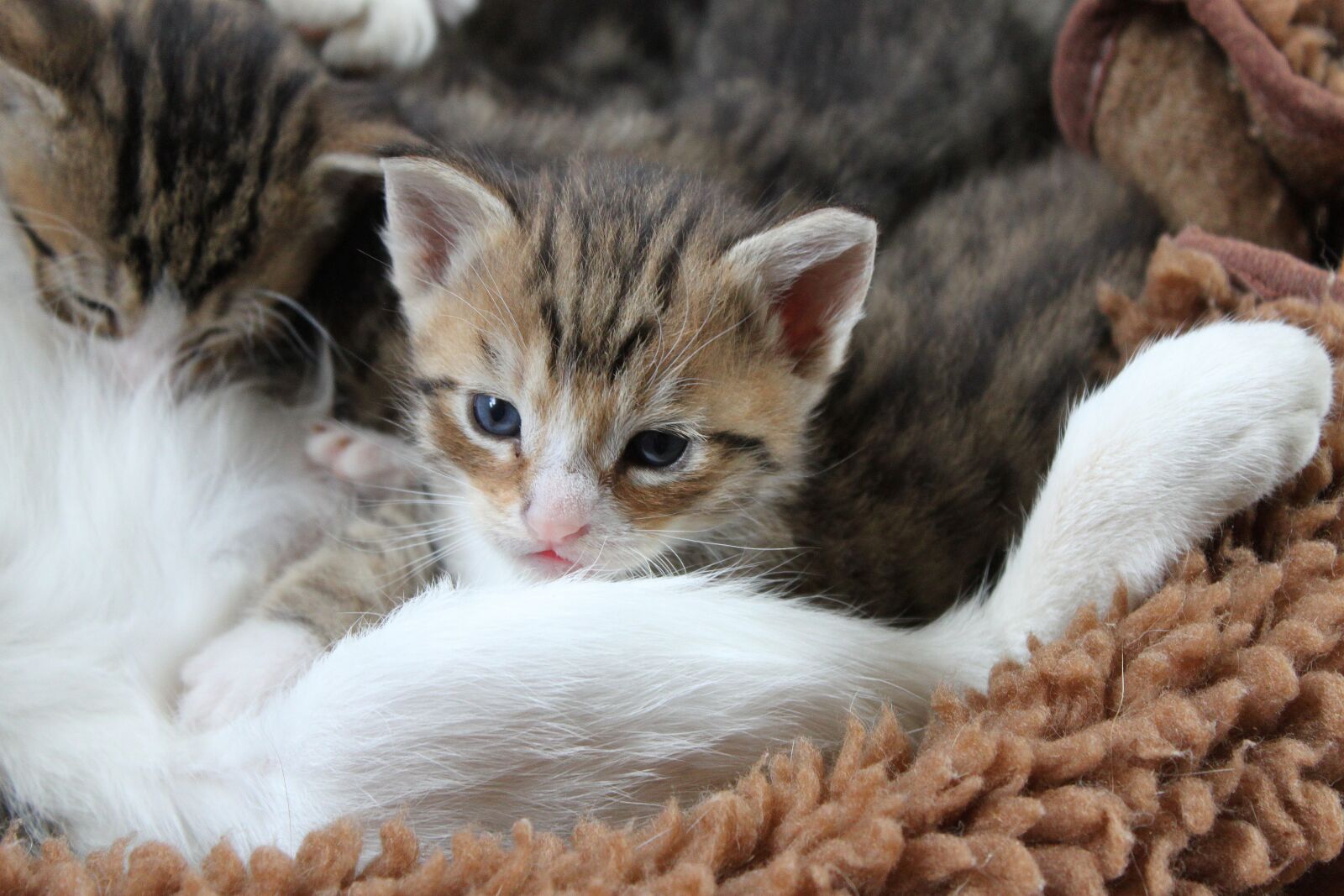 Canon EOS 500D (EOS Rebel T1i / EOS Kiss X3) sample photo. Kitten, kitty, pet photography