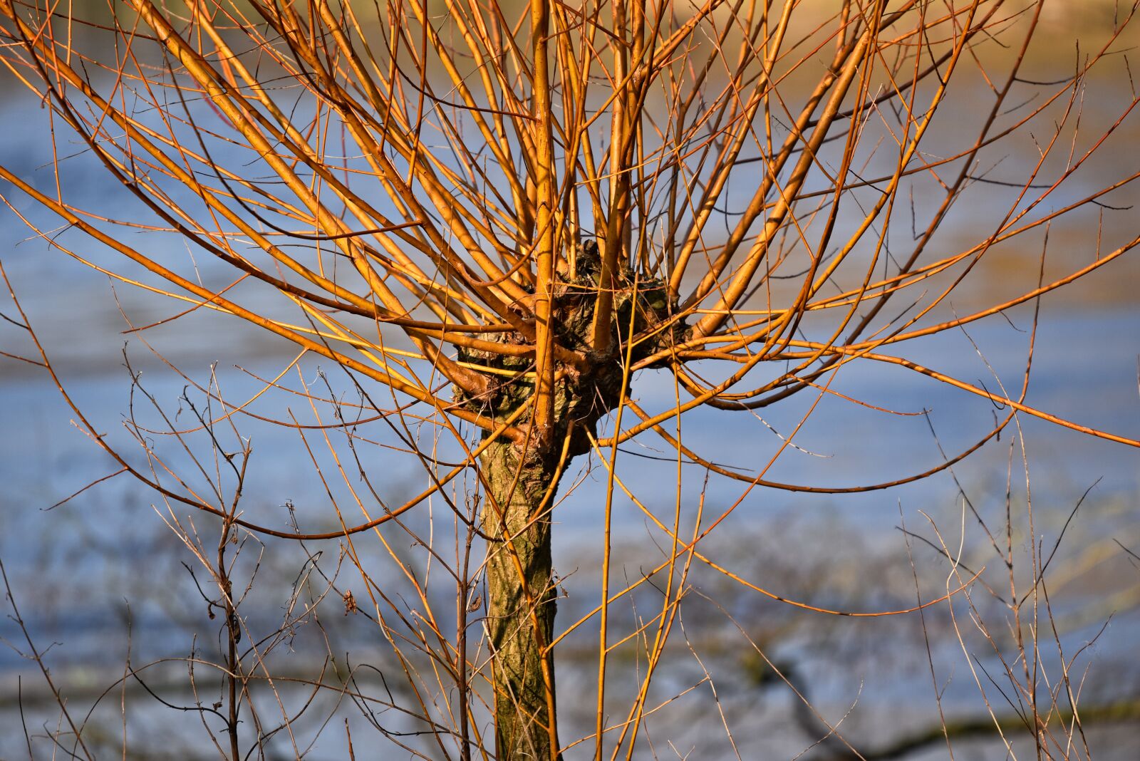 Nikon D750 sample photo. Willow, golden willow, trunk photography