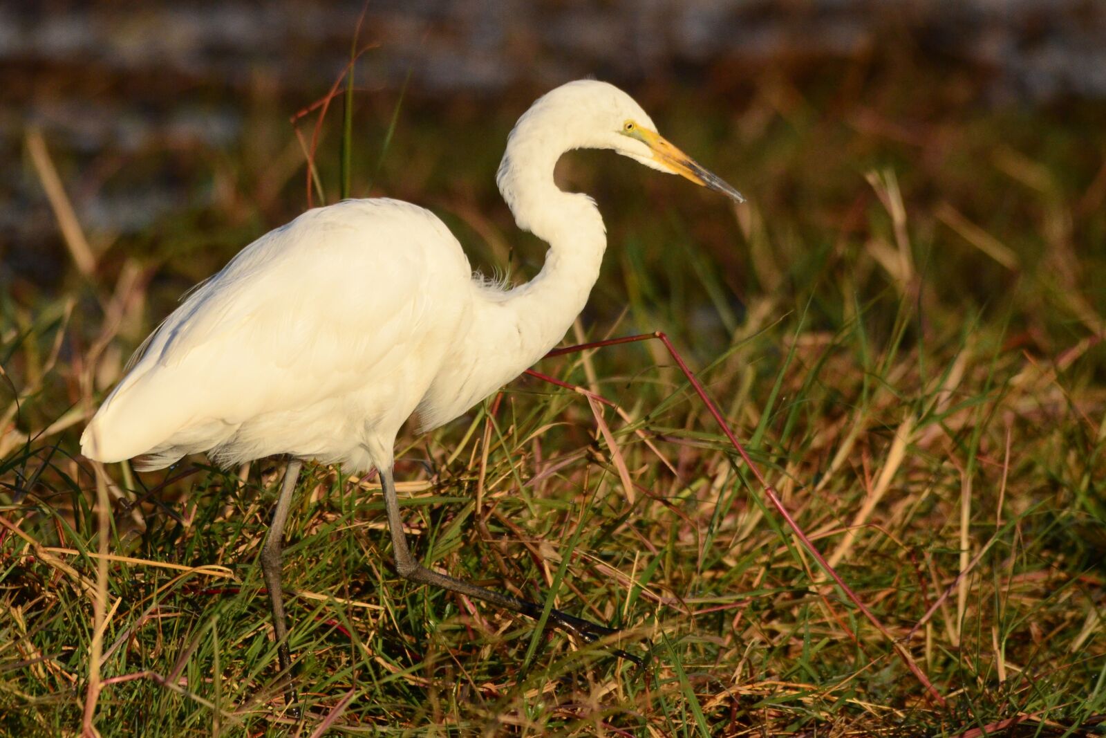 Nikon D7000 sample photo. Noble heron, heron, botswana photography