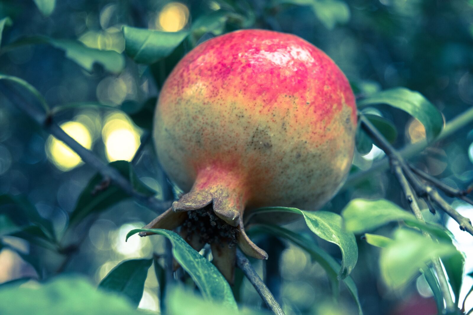 Nikon D5500 sample photo. Pomegranate, fruit, tree photography
