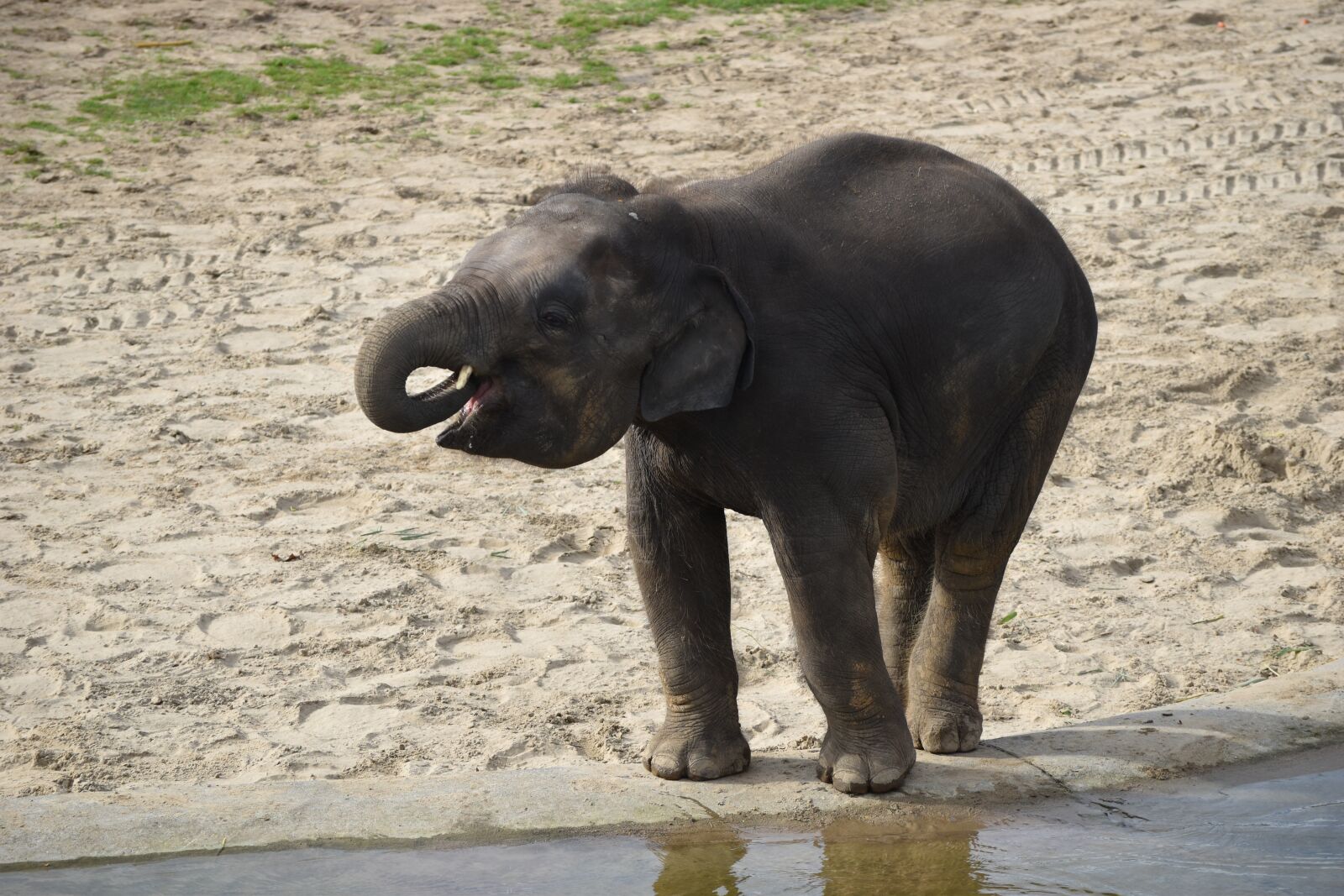 Nikon D5500 sample photo. Baby, elephant, trunk photography