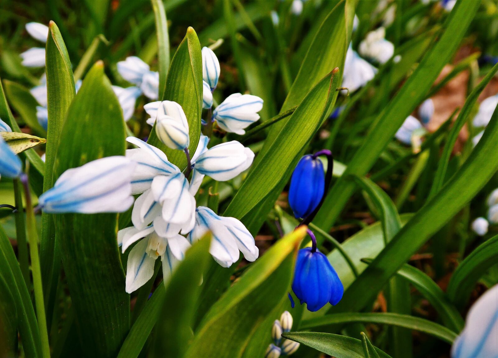 Panasonic Lumix DMC-ZS60 (Lumix DMC-TZ80) sample photo. Flower, blue, white green photography