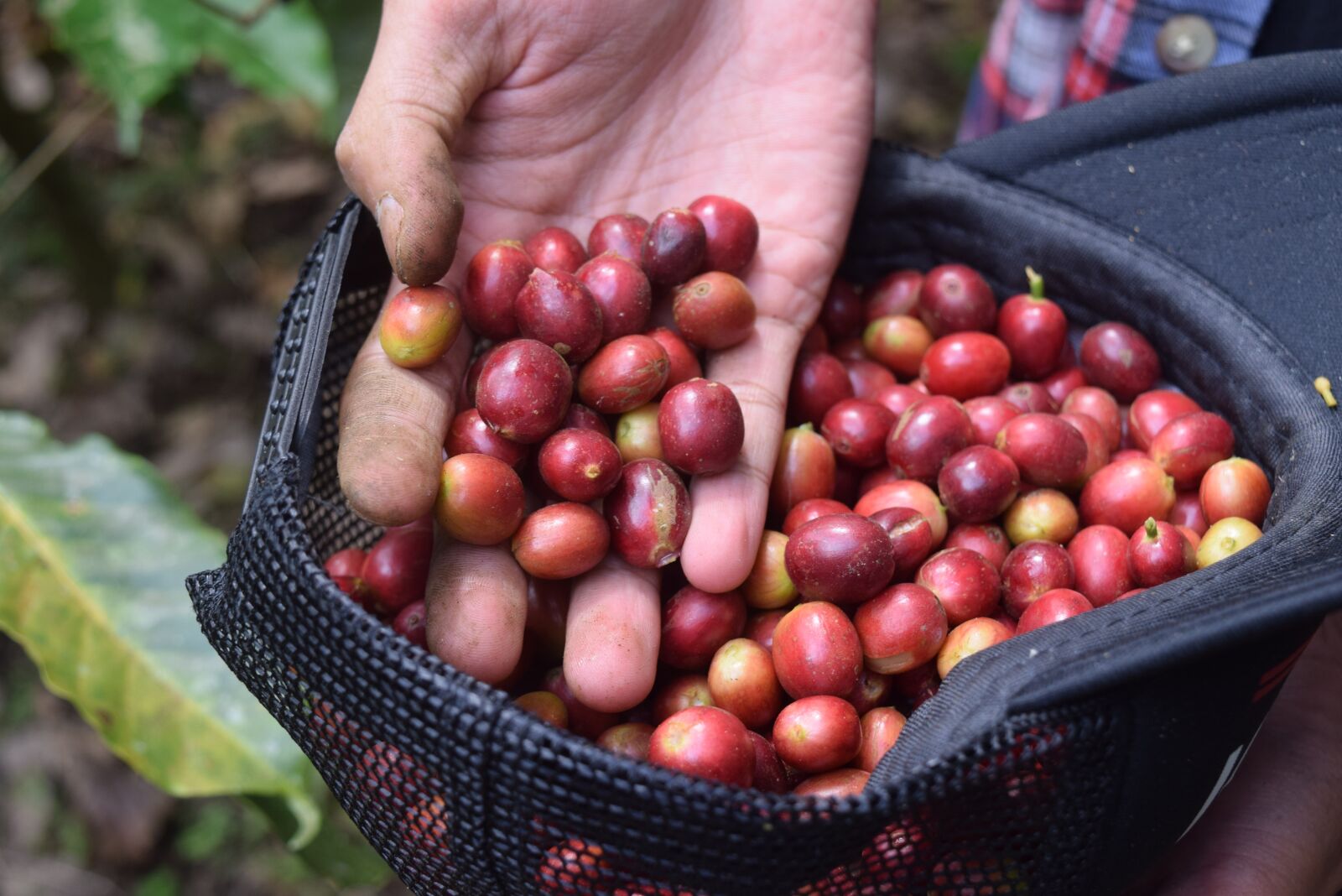 Nikon D3300 sample photo. Coffee, indonesian coffee, coffee photography