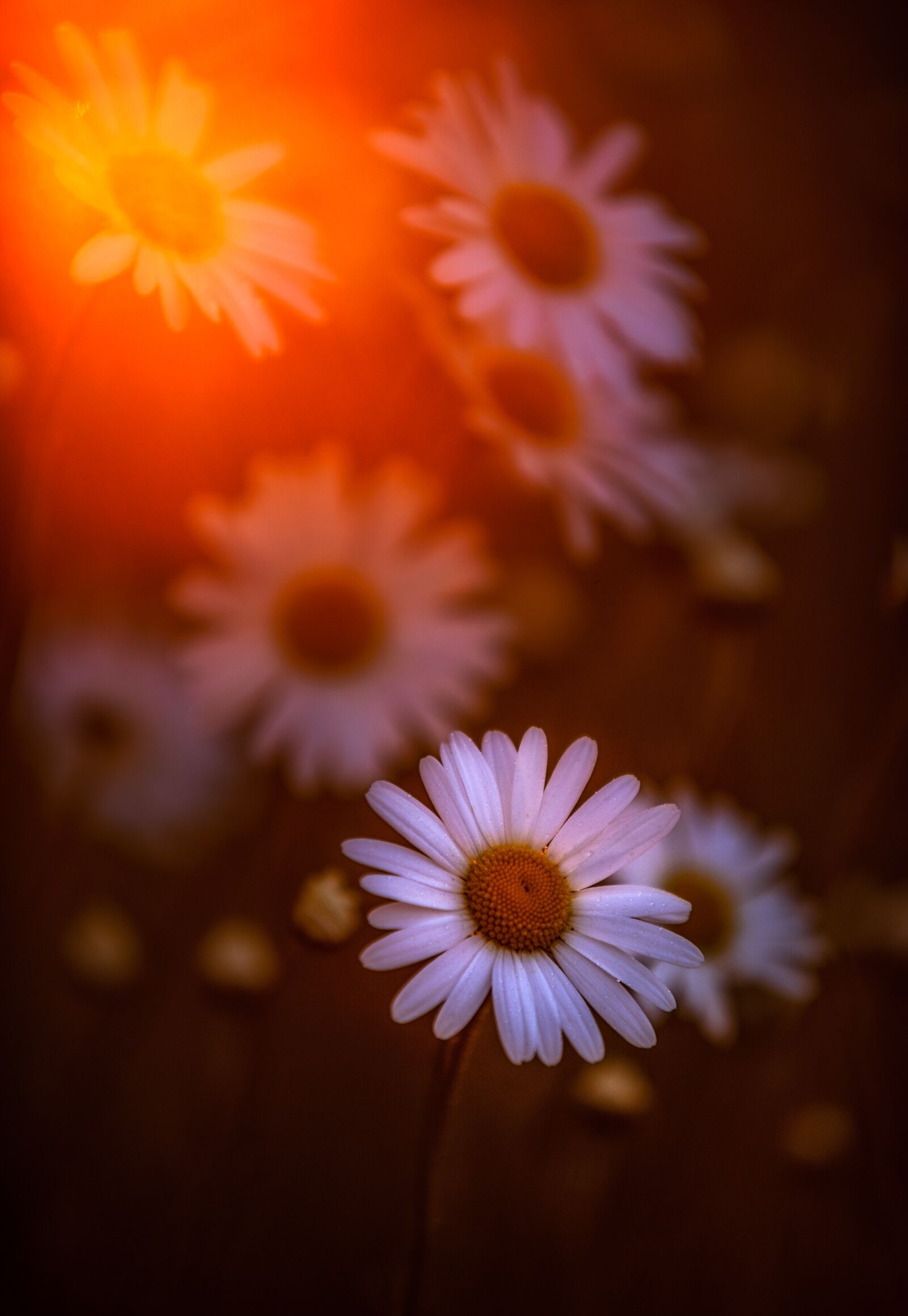 Sony a7 sample photo. Sun, flower, blossom photography