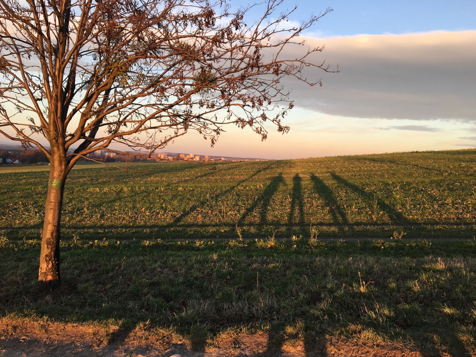 Apple iPhone 6s sample photo. Tree, nature, grass photography