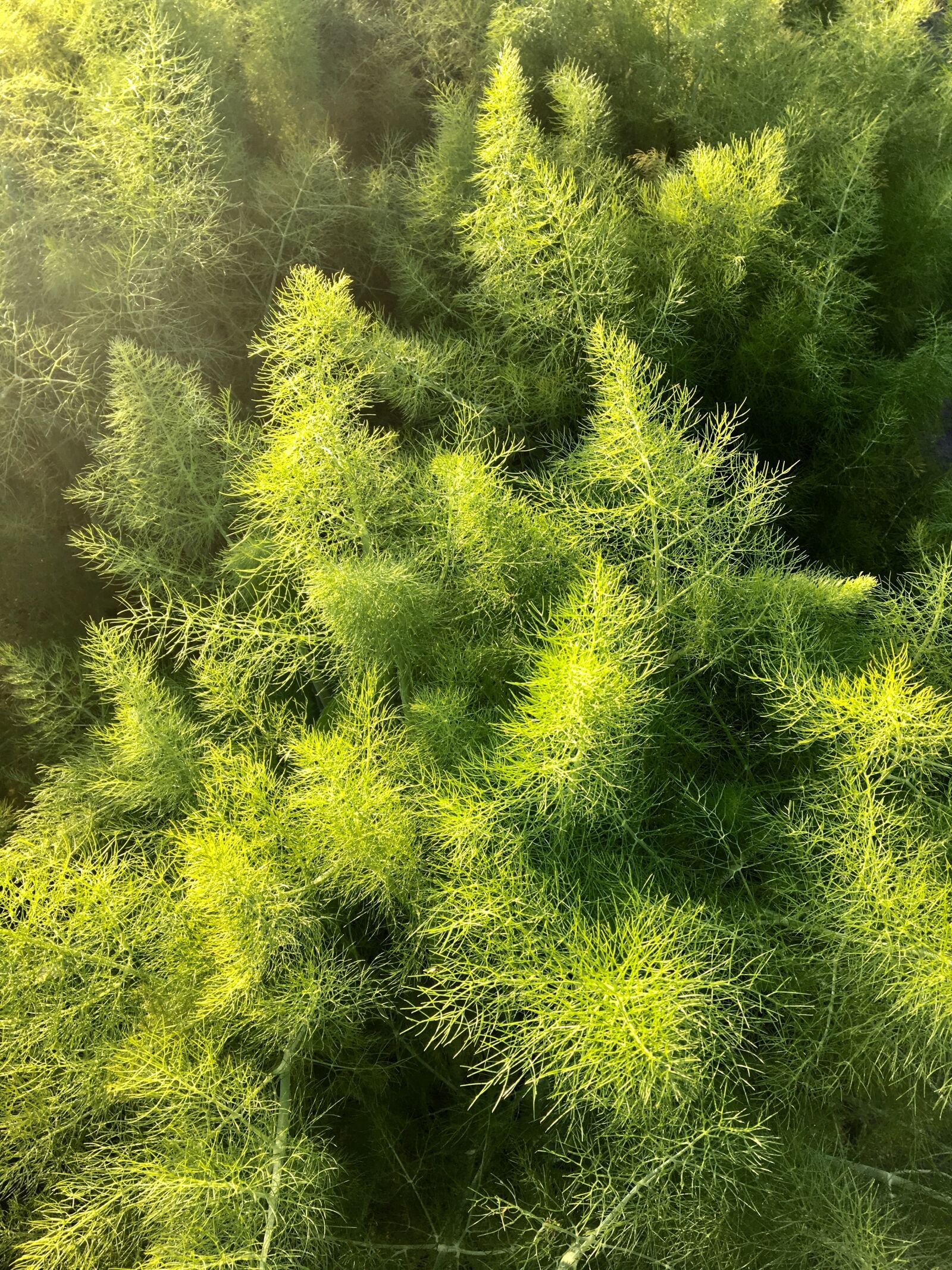 Apple iPhone 6s sample photo. Dill, eat, herbs photography