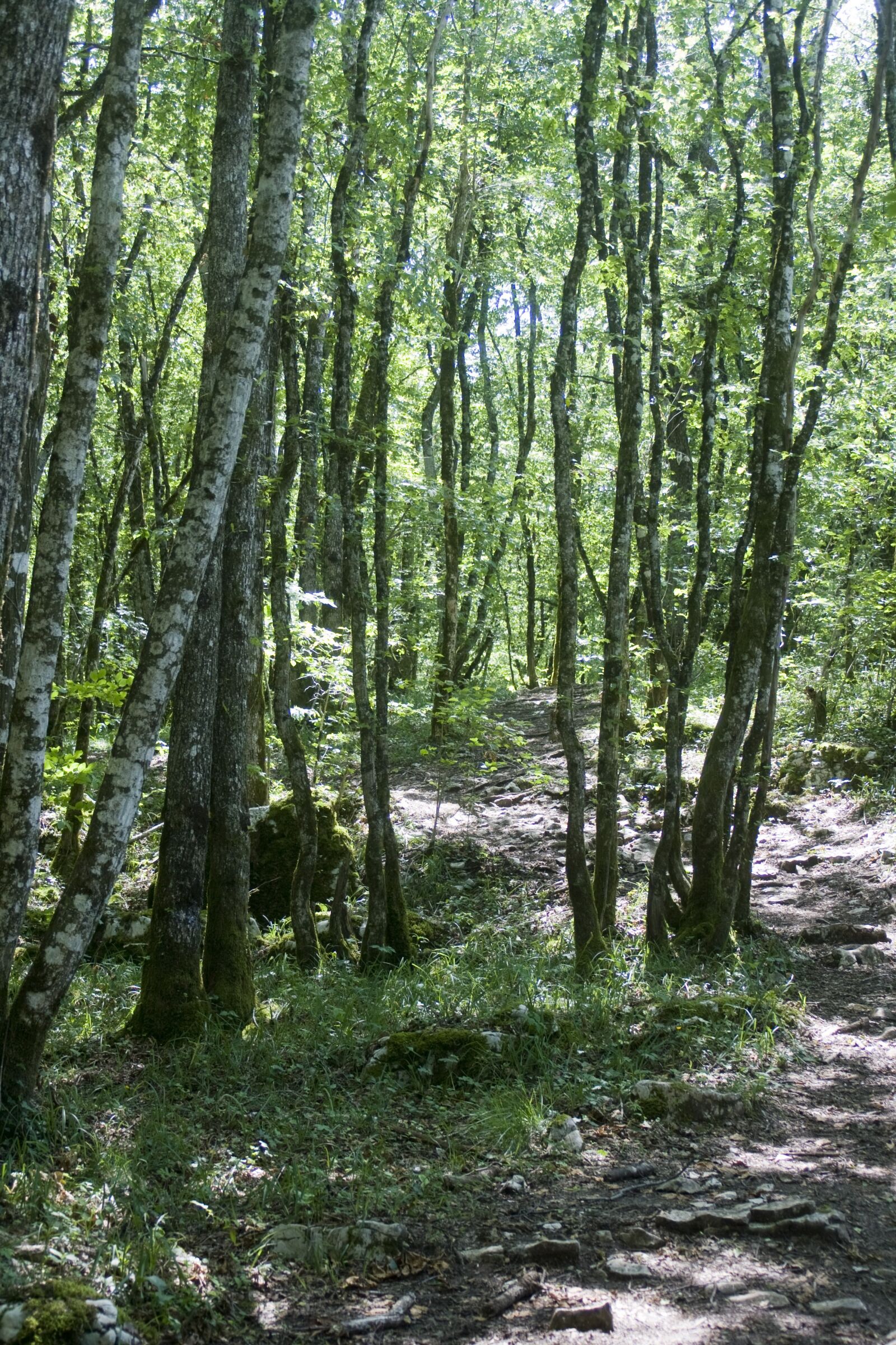 Canon EOS 1000D (EOS Digital Rebel XS / EOS Kiss F) sample photo. Jura, forest, trees photography