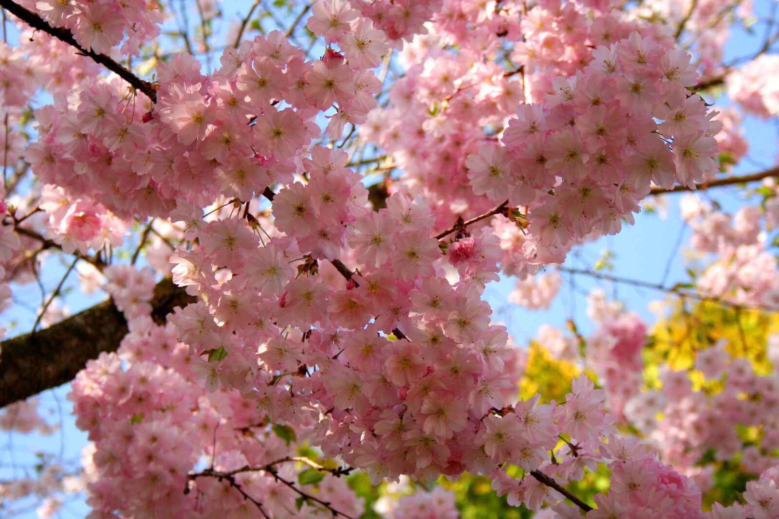 Canon EOS 350D (EOS Digital Rebel XT / EOS Kiss Digital N) sample photo. Cherry blossom, ornamental cherry photography