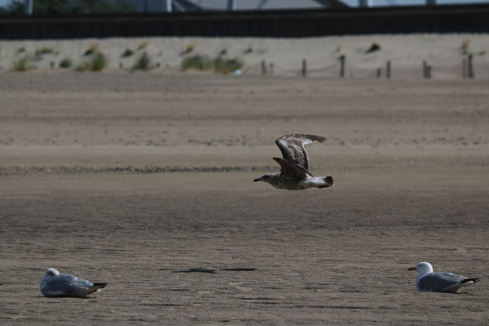 Canon EOS 70D sample photo. Gull, bird, bird flight photography