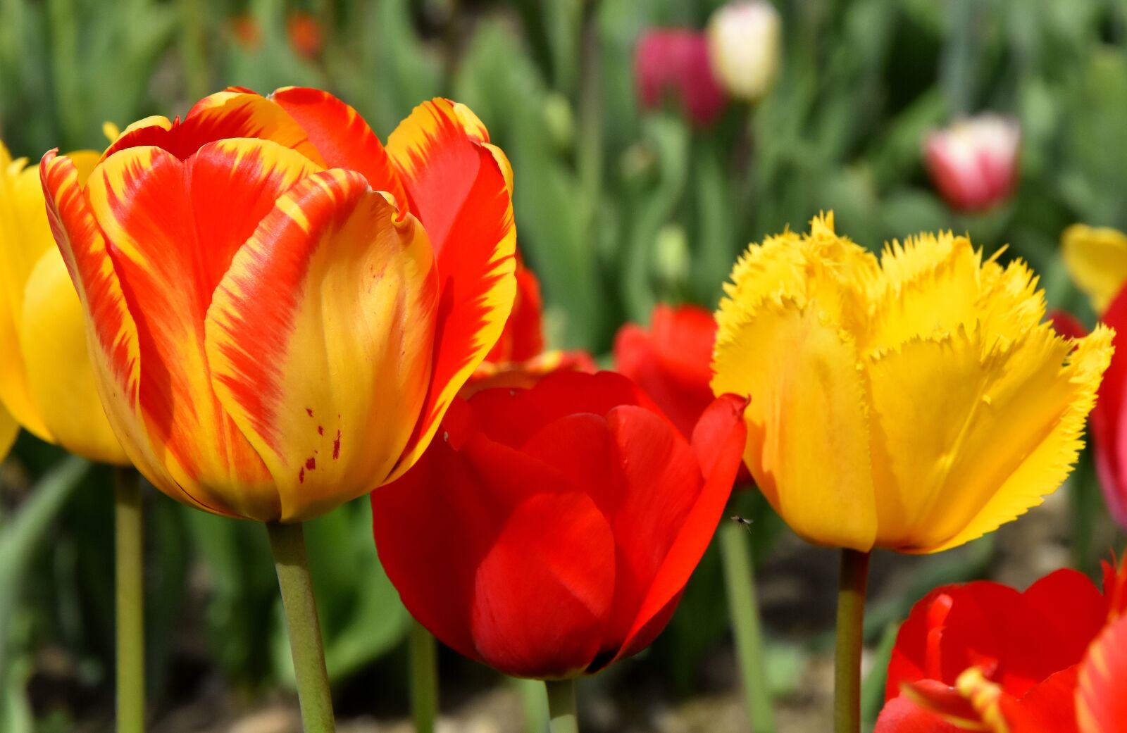 Nikon D7200 sample photo. Tulips, flowers, colorful photography