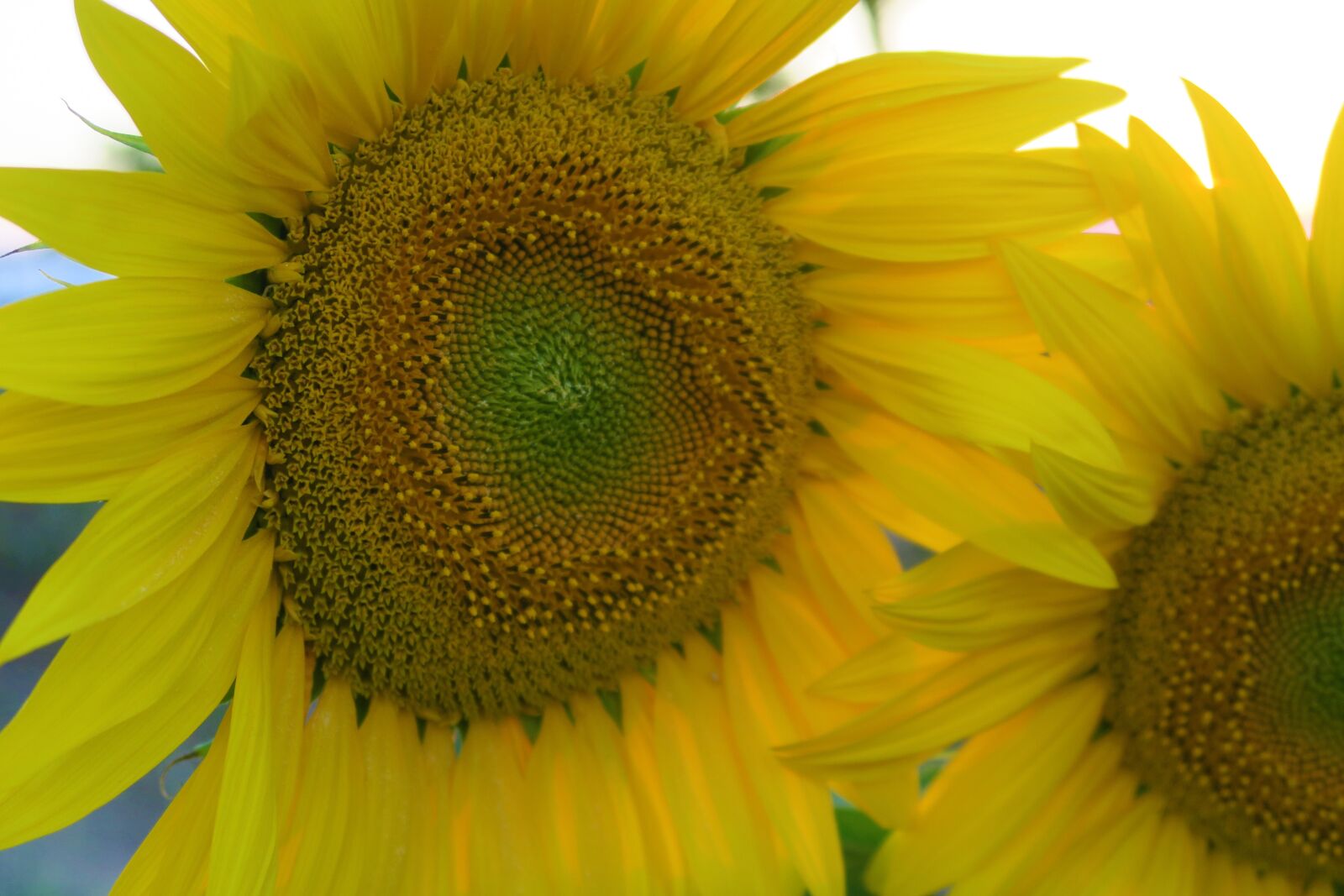 Canon PowerShot G7 X sample photo. Sunflower, plant, flower photography