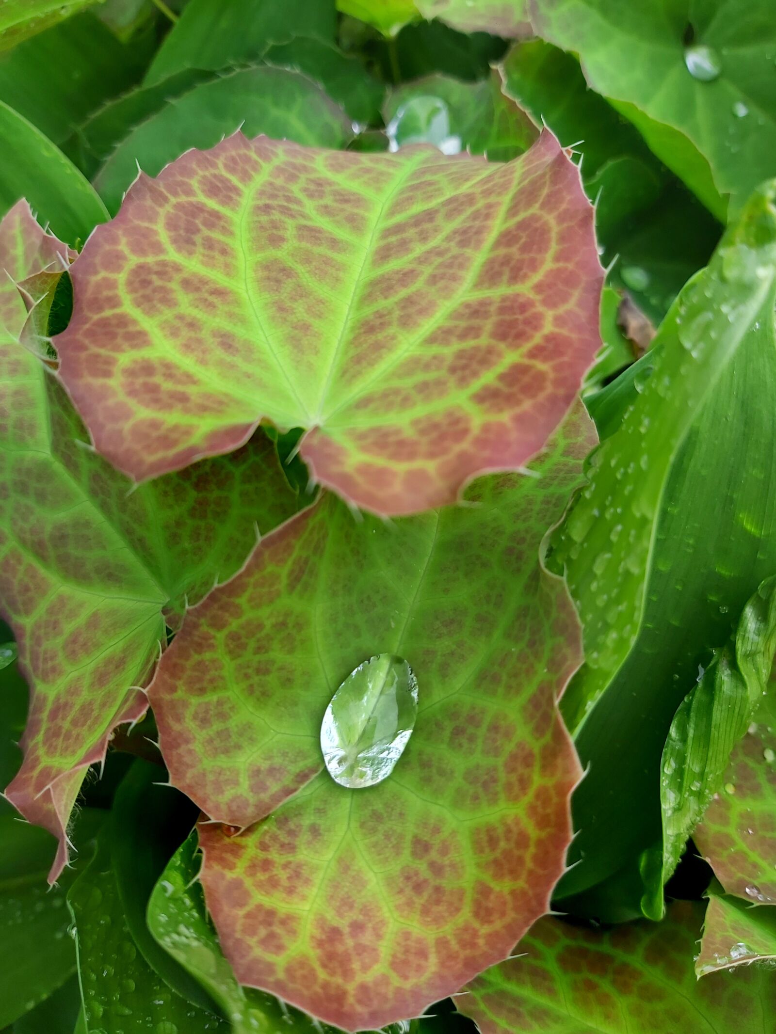 Samsung Galaxy A70 sample photo. Fairy flower, epimedium, socks photography