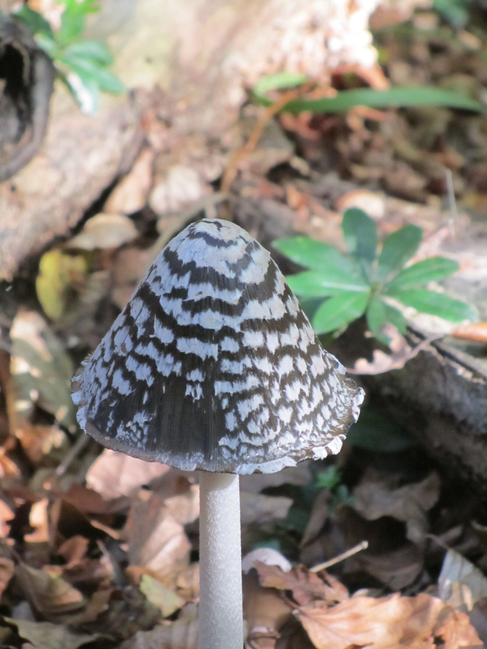 Canon PowerShot SX210 IS sample photo. Mushroom, forest, after the photography