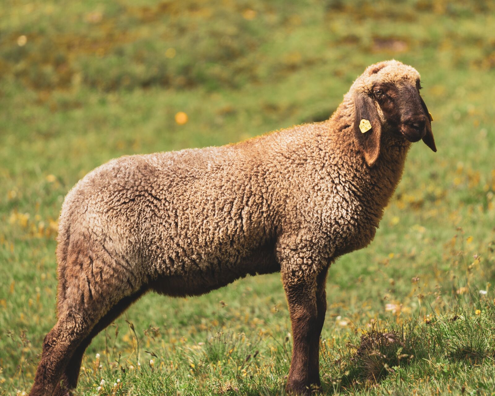 Sigma 100-400mm F5-6.3 DG OS HSM sample photo. Sheep, brown, grossglockner photography
