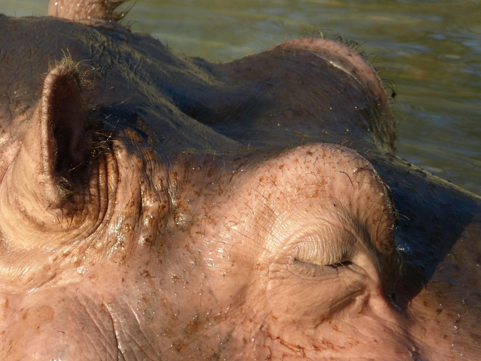 Panasonic DMC-FZ62 sample photo. Hippopotamus, submerged, water photography