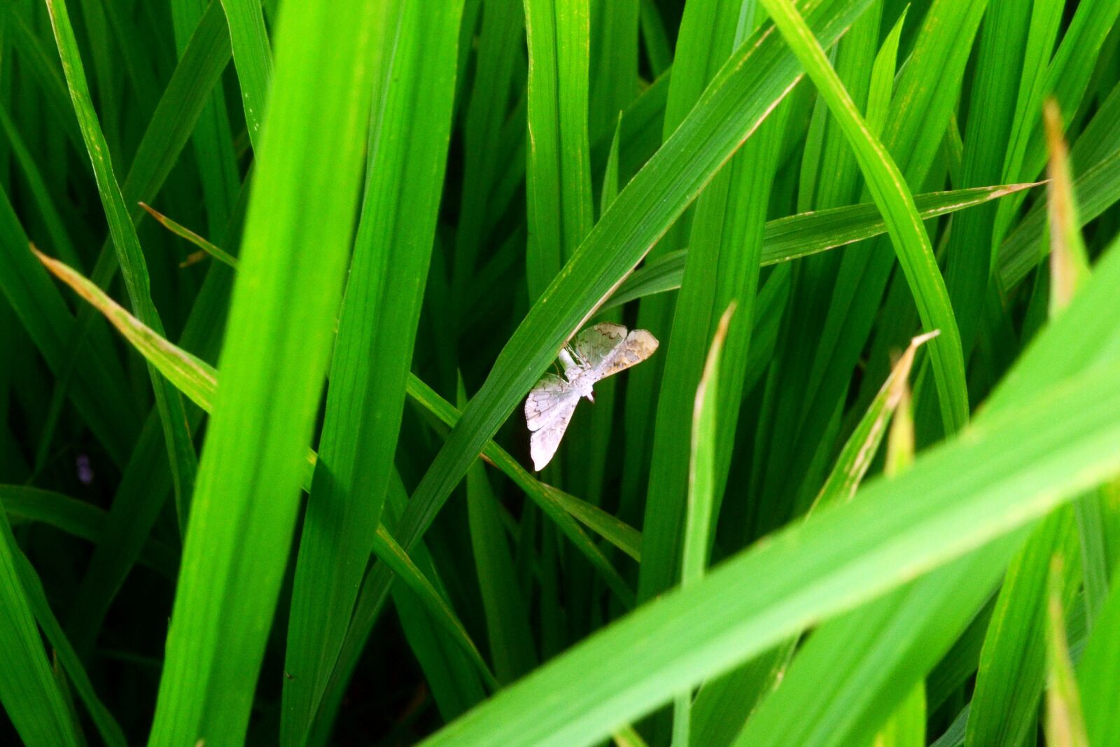 Nikon D3100 sample photo. Agriculture, pest, insect photography