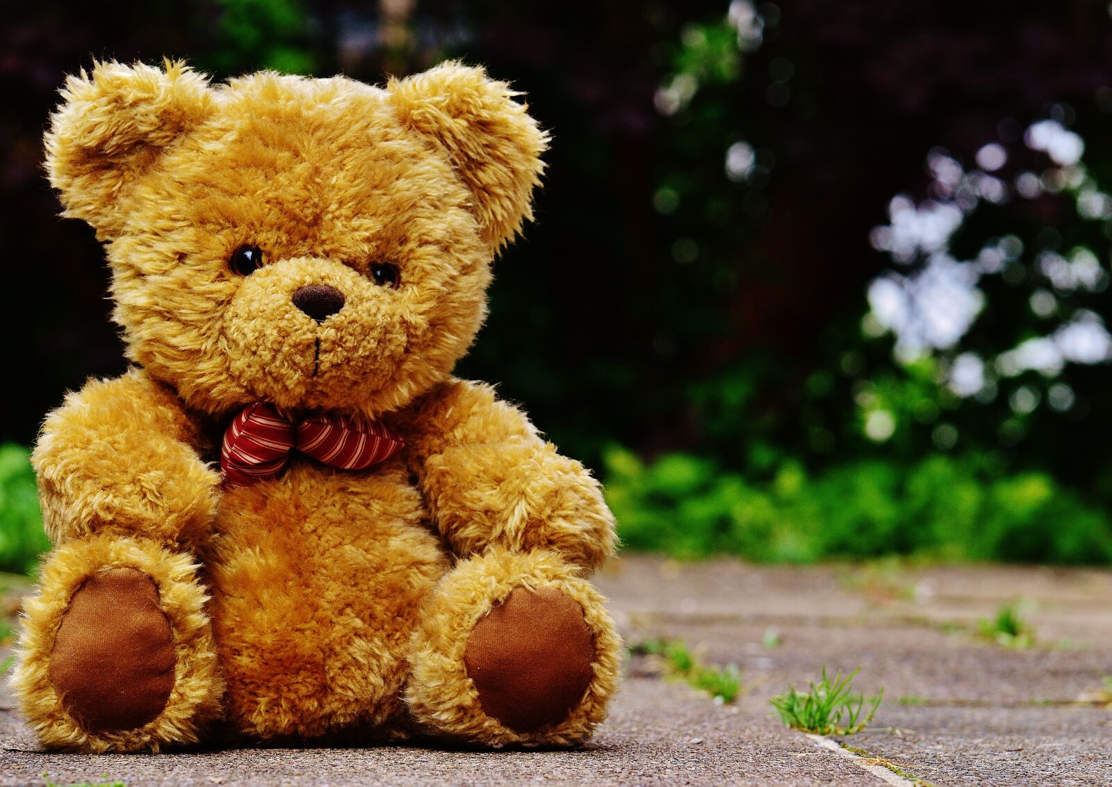 Nikon D3200 sample photo. Teddy, plush, cute photography