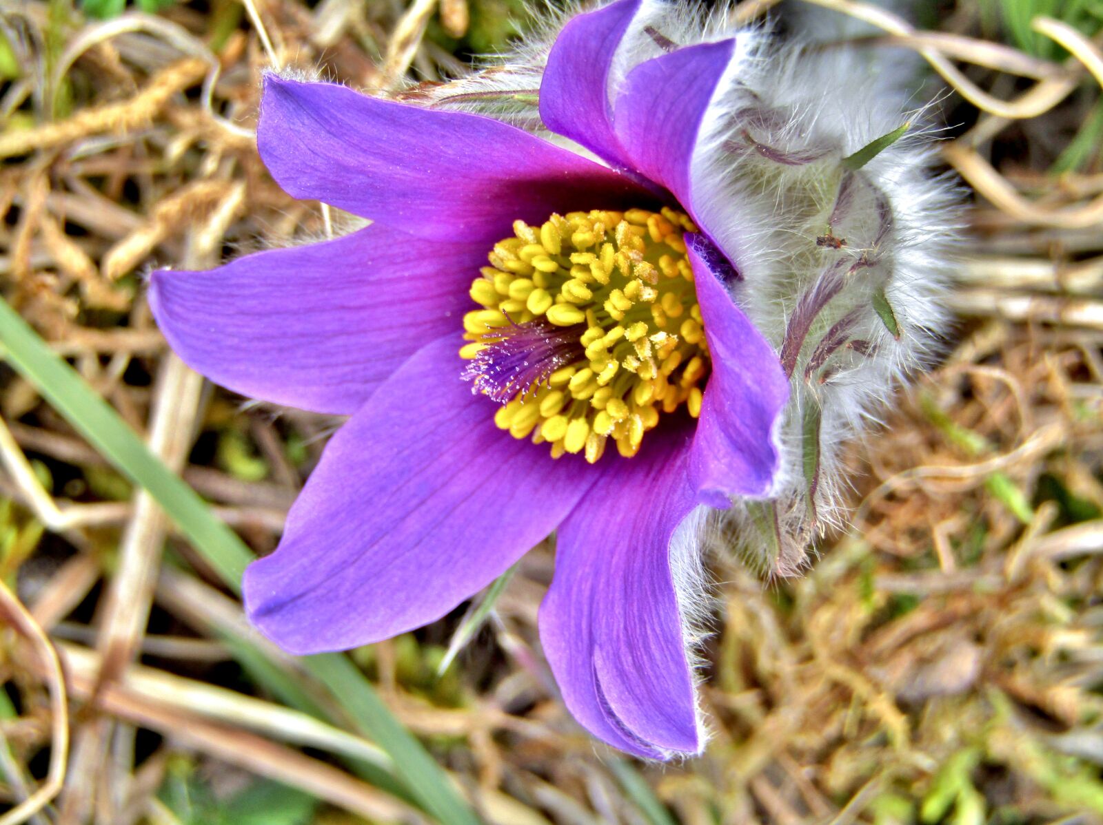 Canon POWERSHOT SX432 IS sample photo. Pasque flower, pasqueflower, flower photography