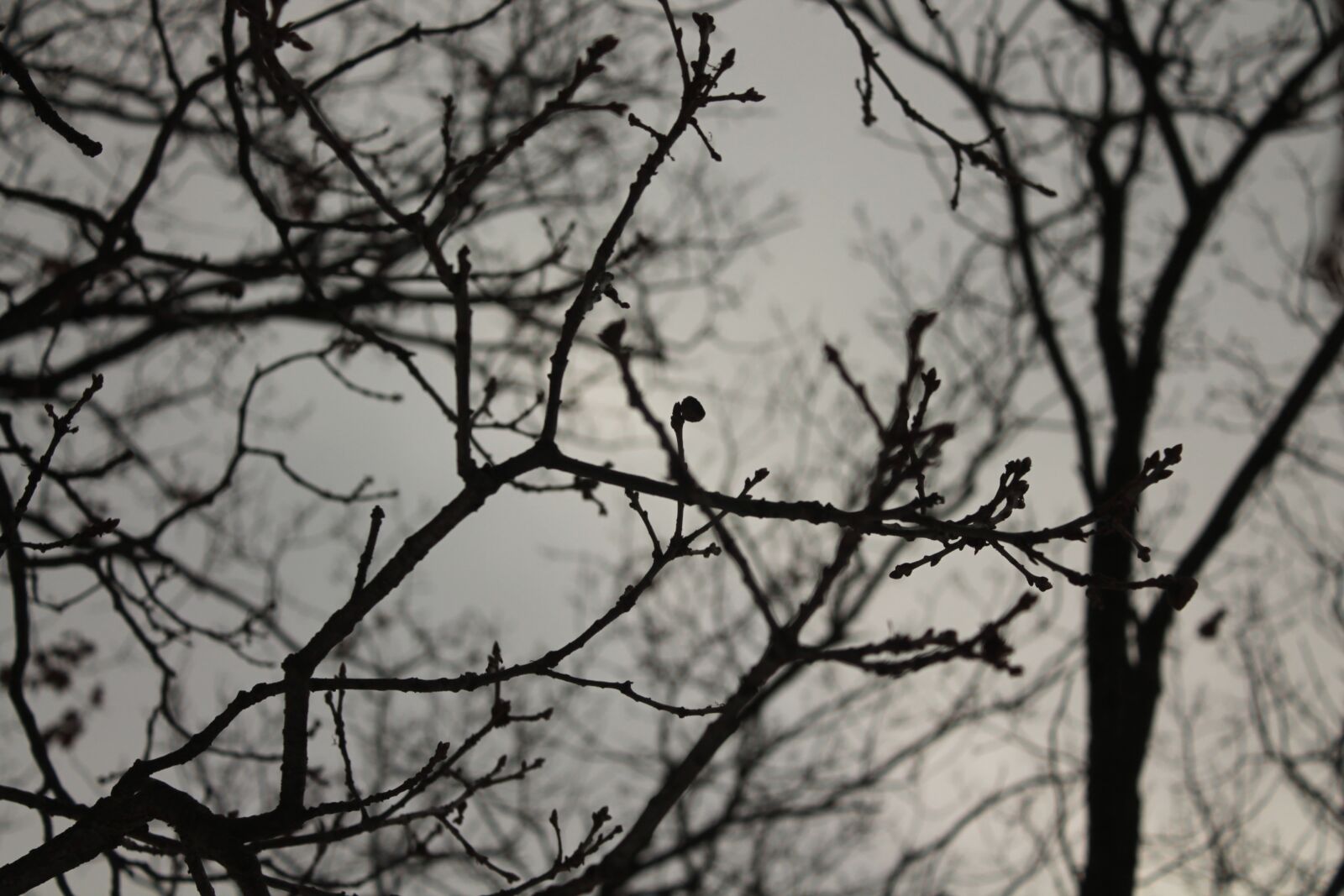 Canon EOS 1100D (EOS Rebel T3 / EOS Kiss X50) sample photo. Tree, dark, autumn photography