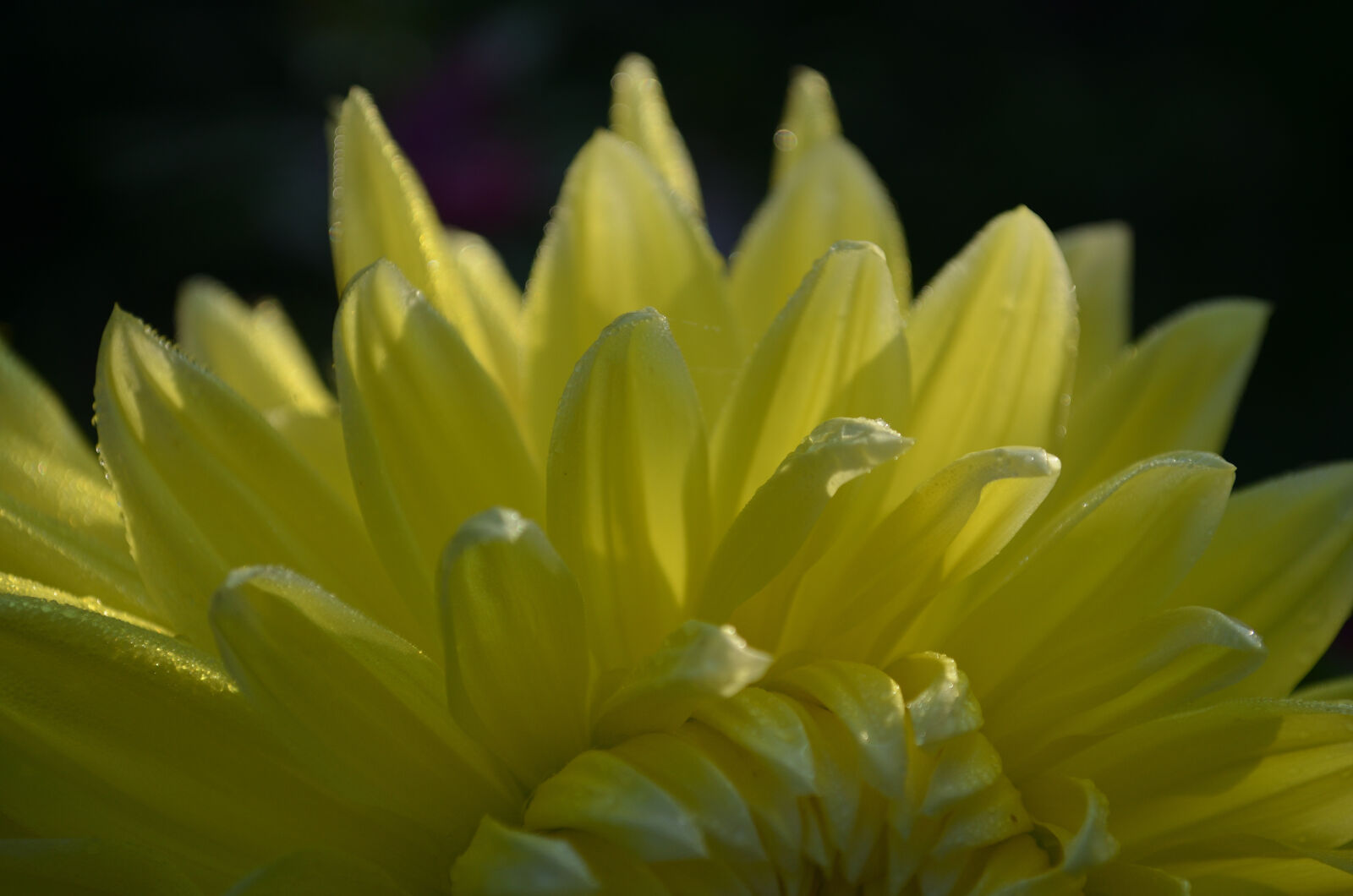 Nikon D5100 sample photo. Flower, golden, yellow photography