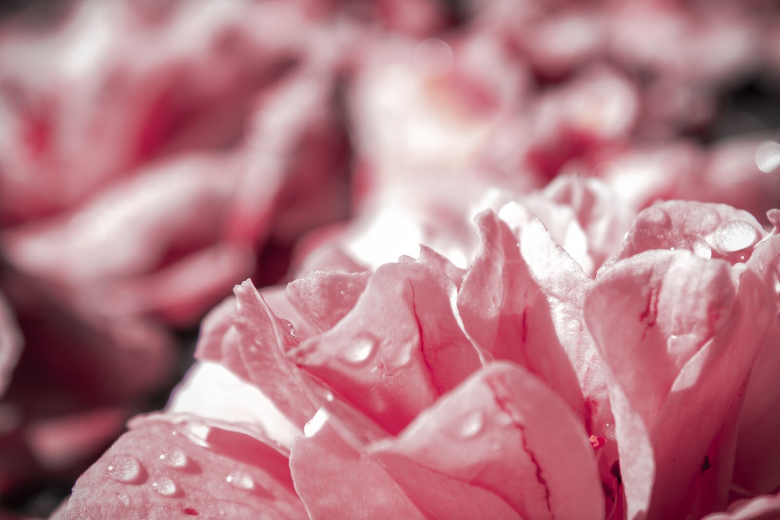 Canon EOS 1200D (EOS Rebel T5 / EOS Kiss X70 / EOS Hi) sample photo. Pink, flower, rose photography