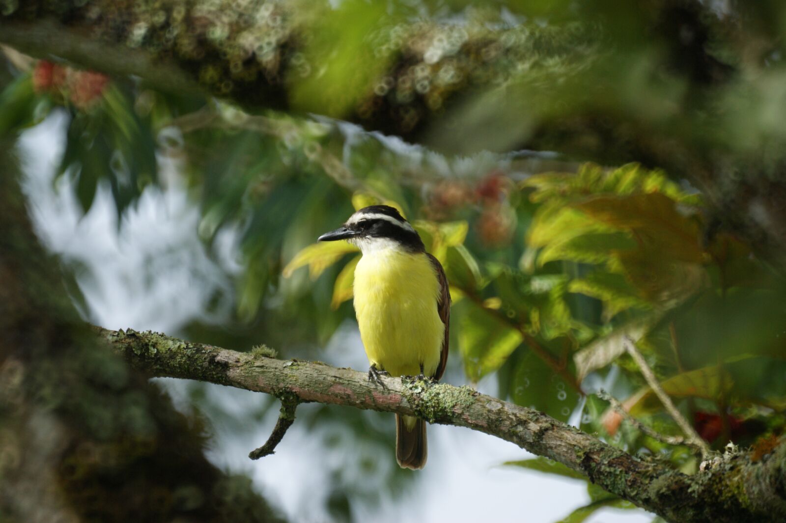 Sony Alpha DSLR-A390 sample photo. Landscapes, birds, the photography