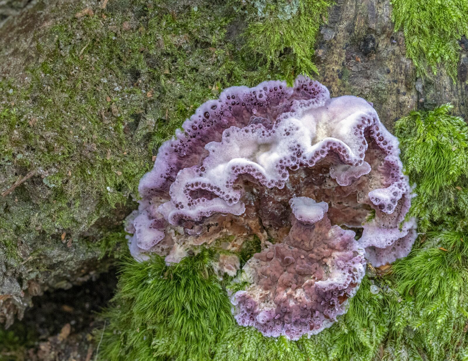 Canon EF 100mm F2.8L Macro IS USM sample photo. Silverleaf fungus, fungi, autumn photography