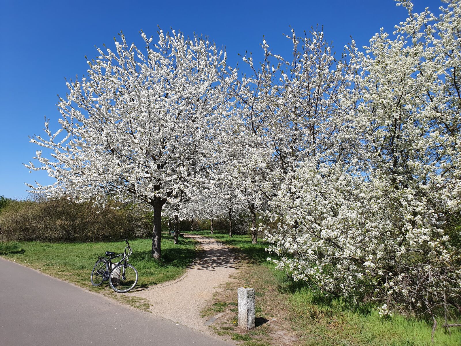 Samsung Galaxy S10+ sample photo. Cherries, cherry blossom, blossom photography