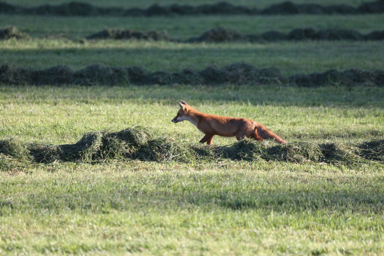 Canon EF 100-400mm F4.5-5.6L IS USM sample photo. Fuchs, meadow, nature photography