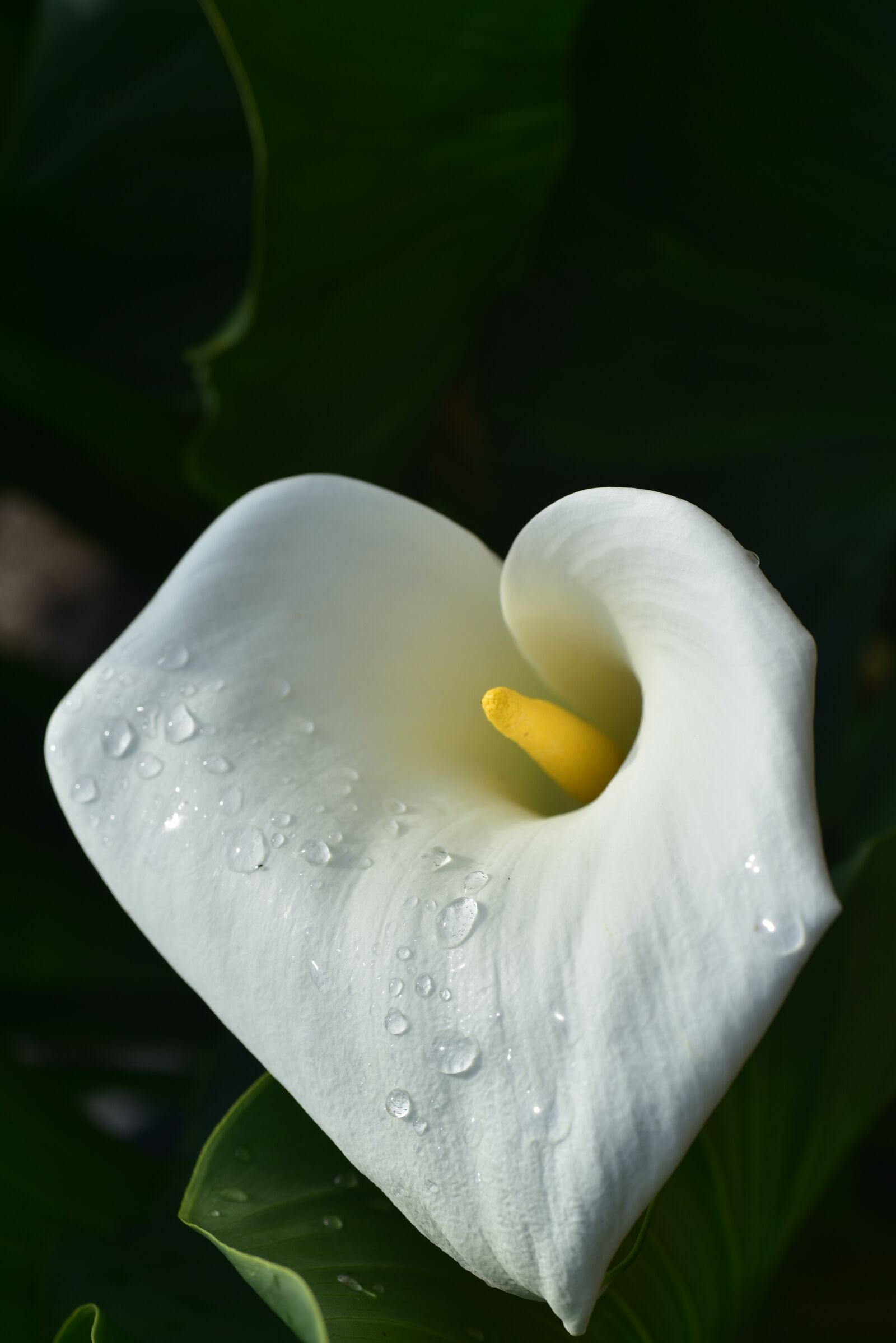 Nikon D750 sample photo. Calla, blossom, bloom photography