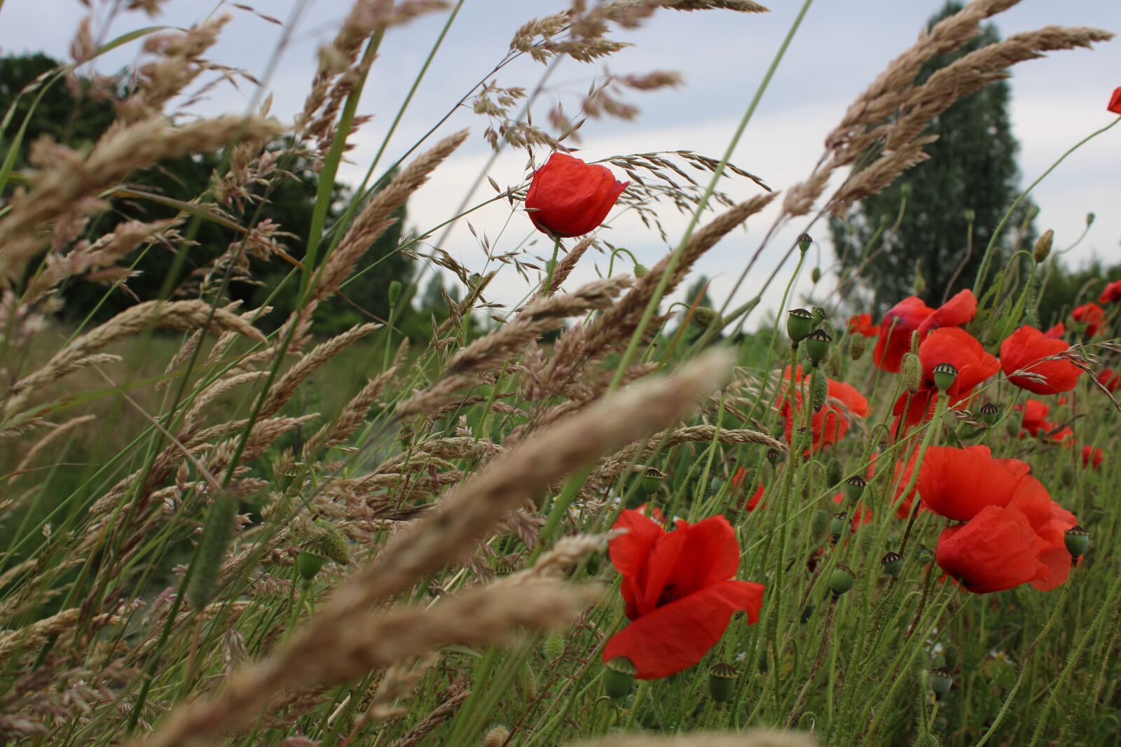 Canon EOS 2000D (EOS Rebel T7 / EOS Kiss X90 / EOS 1500D) sample photo. Rose, wheat, tree photography