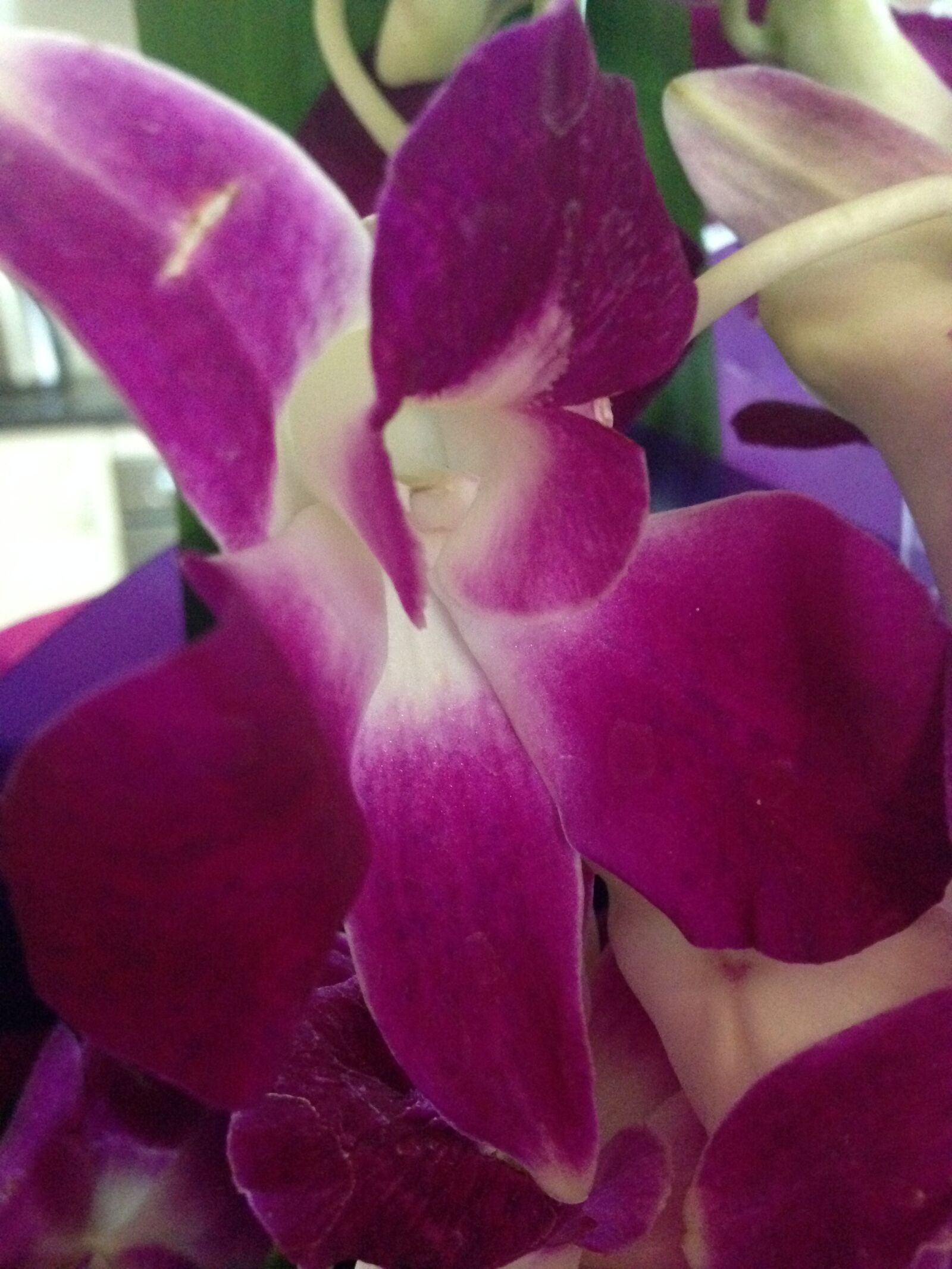 iPhone 5c back camera 4.12mm f/2.4 sample photo. Flower, flowers, purple, flowers photography