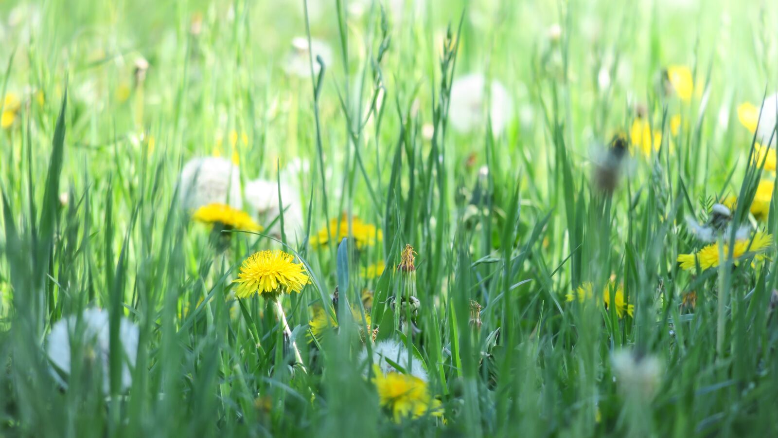 Canon PowerShot G3 X sample photo. Dandelion, flower meadow, meadow photography