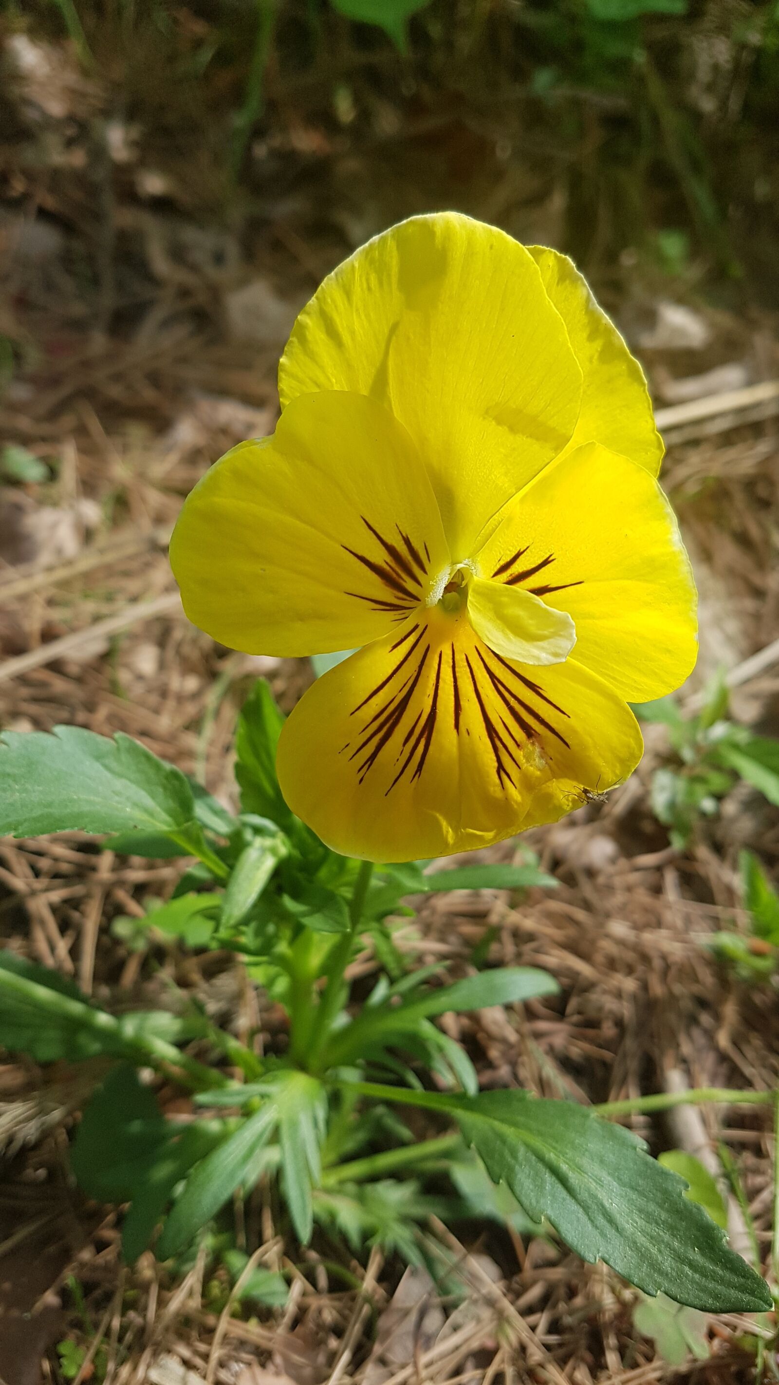 Samsung Galaxy S7 sample photo. Flower, yellow, sunflower photography