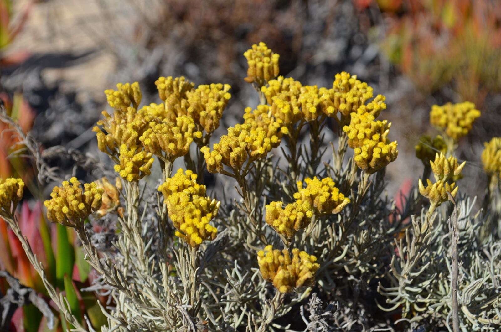 Nikon D5100 sample photo. Flower, yellow, immortelle photography