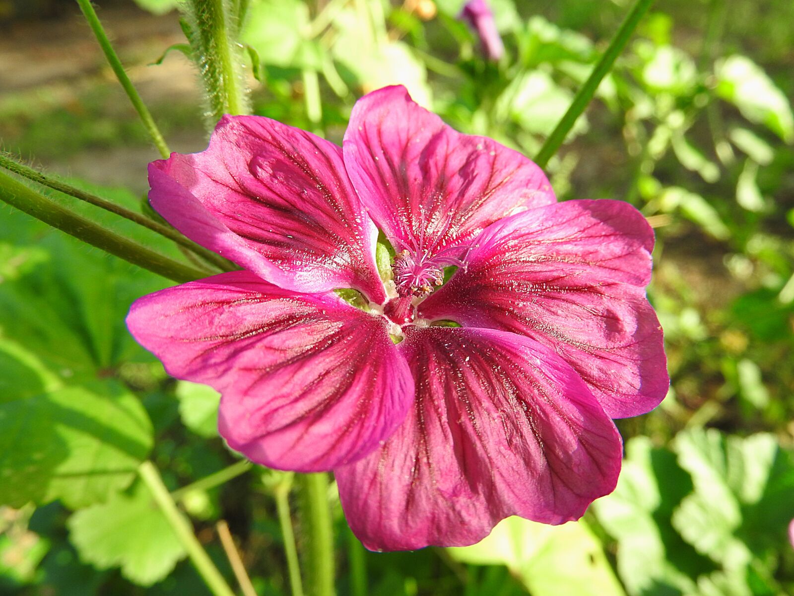Nikon Coolpix P610 sample photo. Wild mallow, flower, blossom photography