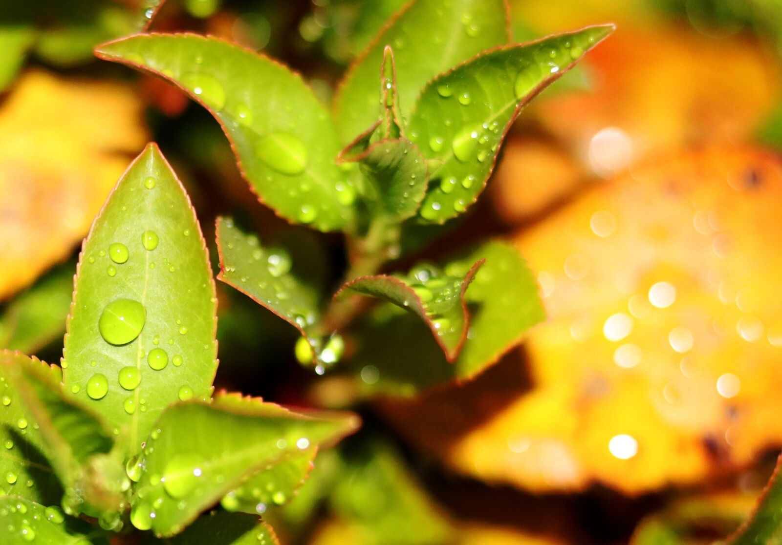 Canon EOS 80D sample photo. Plant, green, rain photography