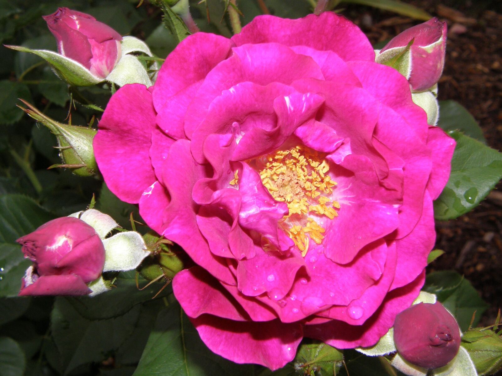Olympus SP550UZ sample photo. Rose, flower, blossom photography